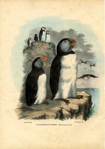 Atlantik-Puffin